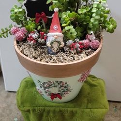 Gnome For The Holidays 8" Planter! Real Elephant Succulent 