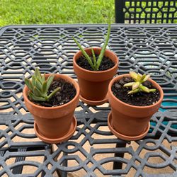 Set Of 3 Cacti - Potted In 4 Inch Clay Pots - Cactus 