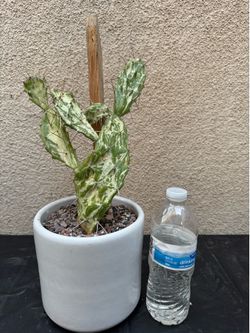 Variegated Prickly Pear Cactus Plant