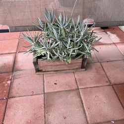 Blue Chalksticks Succulent in Wood Planter