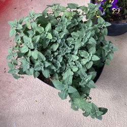 Fresh organic Catnip