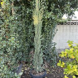 Italian Cypress