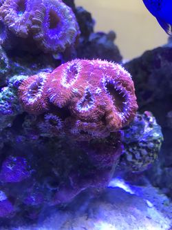 Acan coral