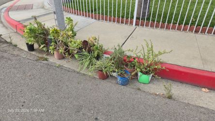 Free plants