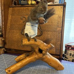 Taxidermy Squirrel 