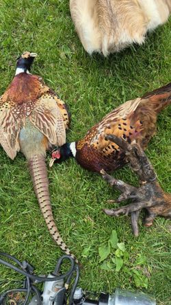 Taxidermy pheasants