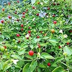 Chiltepin peppers/chile tepin hot pepper Plants