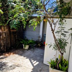10 ft tall Brazilian Pepper tree with mature succulents around base