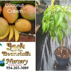 Coconut Cream Mango Plants 3gal 