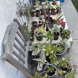 ‼️🌵🪴MOVING OUT PLANTS SALE! EVERYTHING MUST GO! 🌱🪻‼️