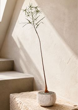 ~ 46” Tall Queensland Bottle Tree/ Brachychiton Rupestris (Planter Included) #DE1 ‘Local LA Seller’