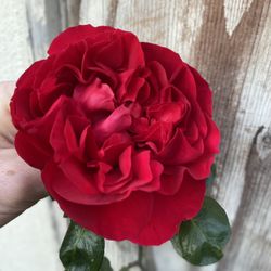 DARK RED CLIMBER ROSE PLANT, With Flower Is In 5 Gallons Pot Pick Up Only 