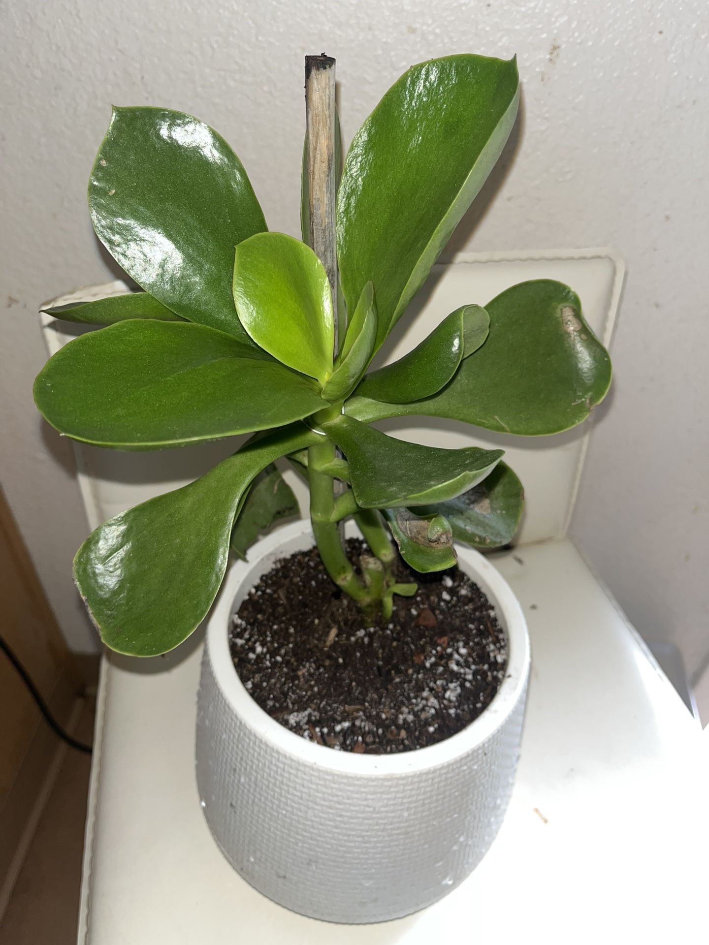 Succulent In White Pot