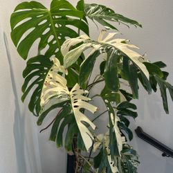 Monstera Albo 
