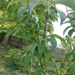 Peach Tree With Fruit