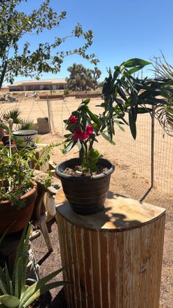 Planta