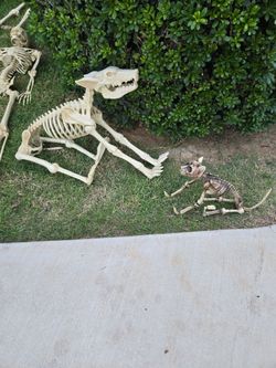 Halloween skeletons dog and cat