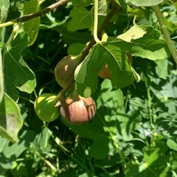 fig tree 