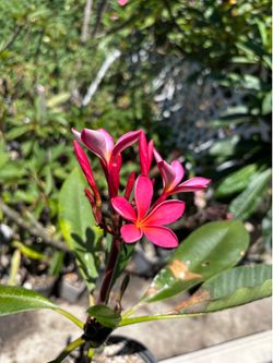 Plumeria plants