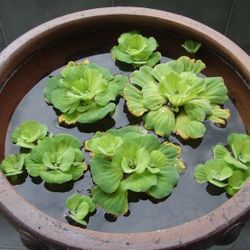 Water Lettuce Aquarium Plant 🪴 Pond