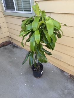 Dracaena limelight