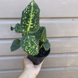 4” dieffenbachia reflector 