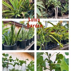 Fruit Plants