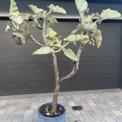 Beautiful Felt Tree In Blue Container. Over 7 feet Tall and a Centerpiece to Any Garden.