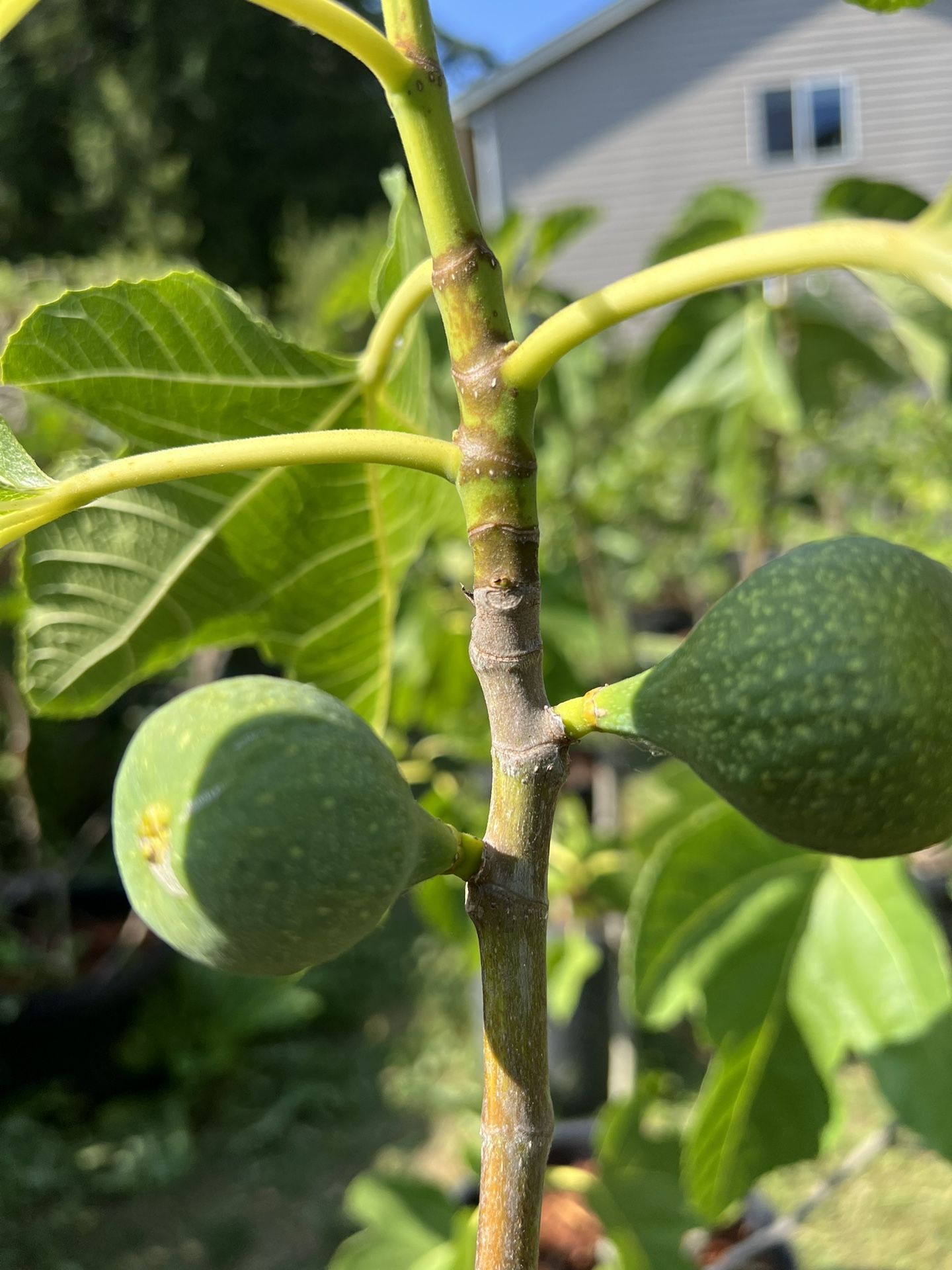 FIG TREES FOR SALE for Sale in Everett, WA OfferUp