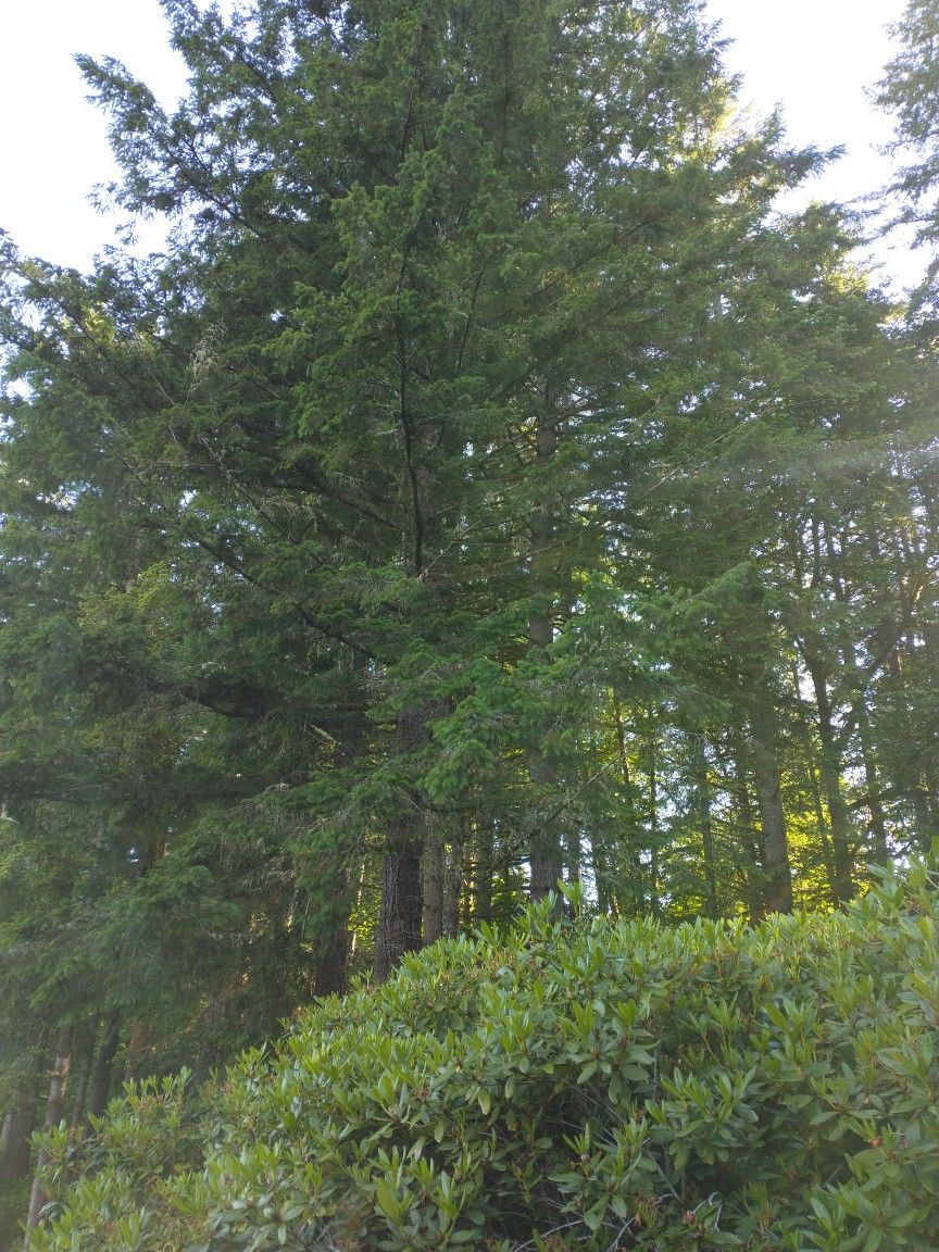 Tree Work
