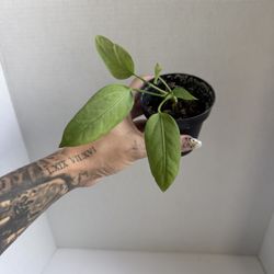 Anthurium Vittarifolium 