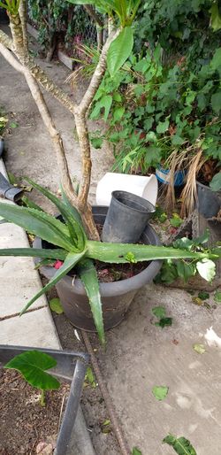 Plants 