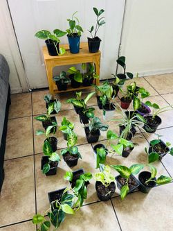 Small plants 5 each
