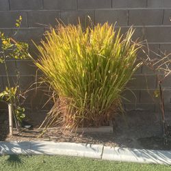 Fresh Lemon Grass W/ Root! 