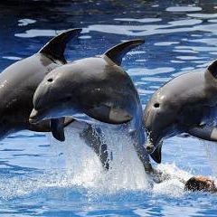 Seaworld Boletos ** Legit Tickets 