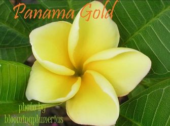 RARE!  PANAMA GOLD ROOTED CUTTING PLUMERIA PLANT - 13" - 1 TIP