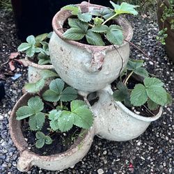 Nice clay strawberry Pot Full Of Strawberry Plants
