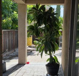 Loquat tree