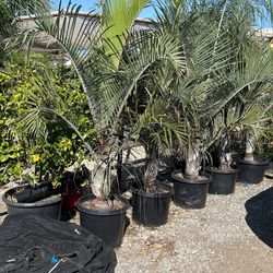 Triangle Palm Trees