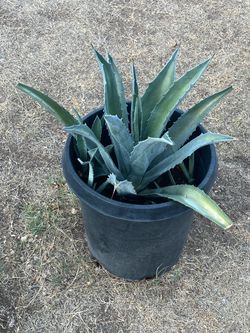 Agave Plants Aloe Vera Elephant Food Moss Rose