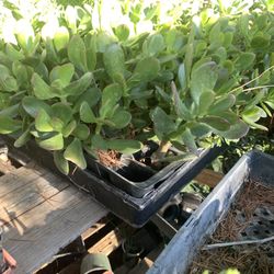 Jade Plant Hedge Plant 4in Pot