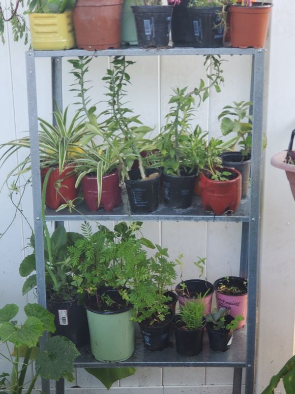 Plants!!! for Sale in Tampa, FL OfferUp