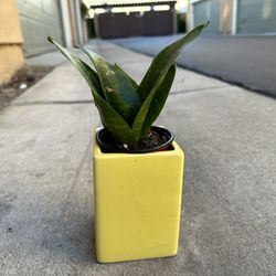 5 Plants In Pots For Sale 