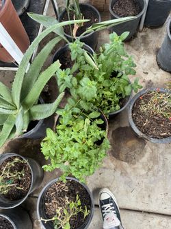 Hierbabuena (Mint) Plant – Fresh Live Herb