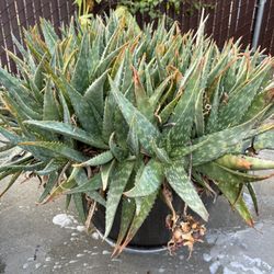 Aloe vera Plant