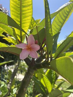 Free Plumeria Cuttings