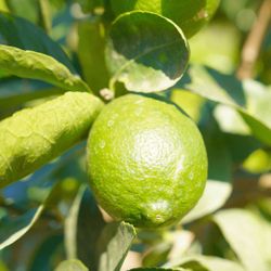 Grafted Dwarf Bear Lime Seedless  trees😃🌿🌿🍋‍🟩🍋‍🟩🥒