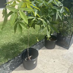 Money Tree 4-5 Feet Tall Money Trees are said to promote wealth and good fortune!