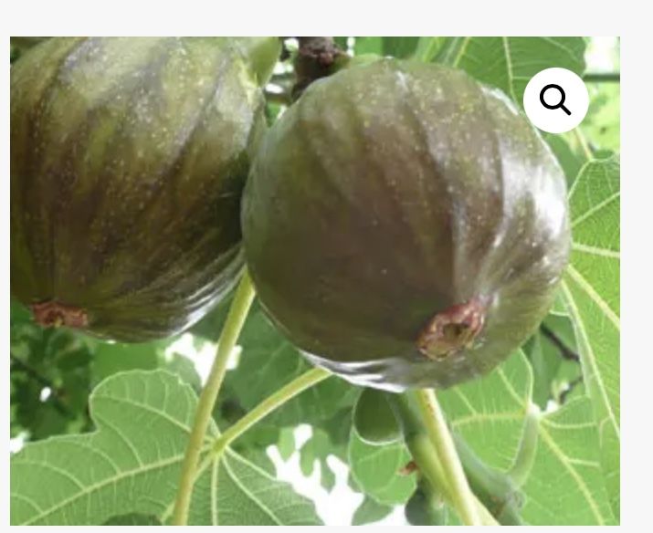 Brown Turkey Fig Tree