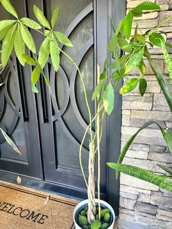 Plant with white pot